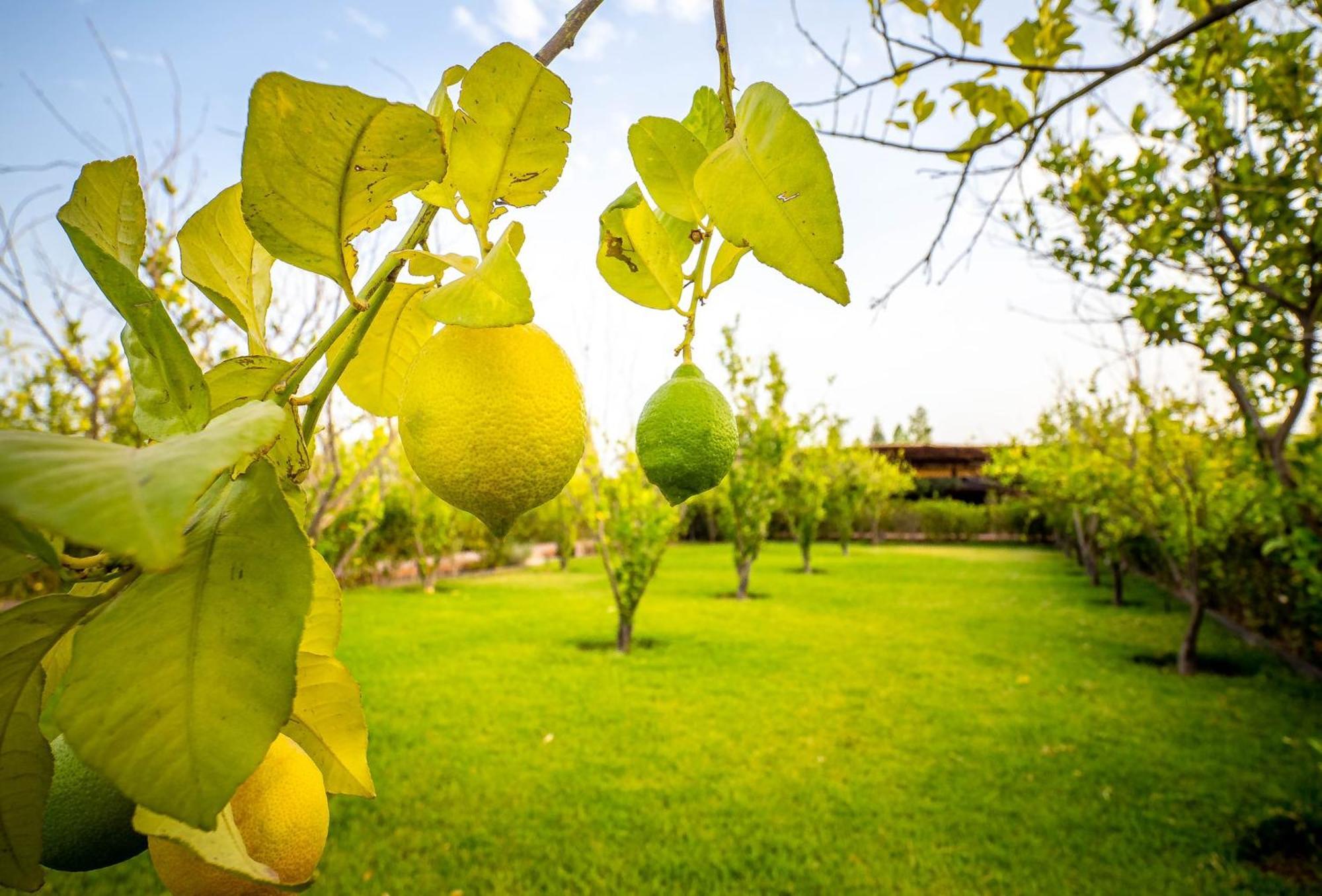 Hotel The Lemonary Marrakech Ouled Moumen Exterior foto